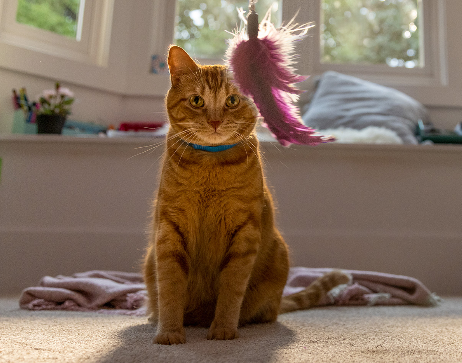 A cat looking at a dangling toy