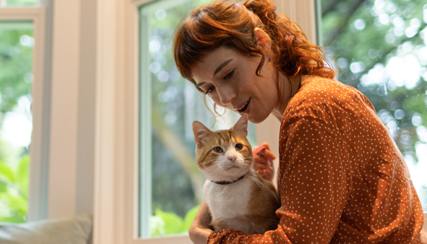 A brown-white cat sitting in a woman's lap
