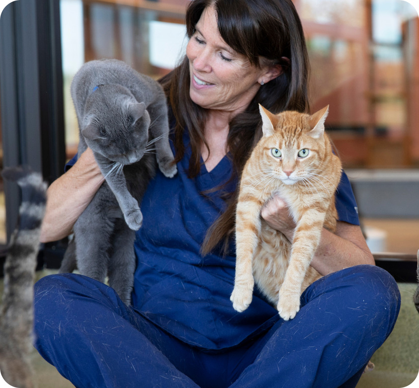 two cats being cuddled by women vet nurse