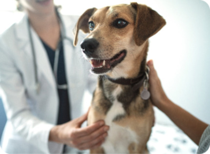 dog being examined by health professional