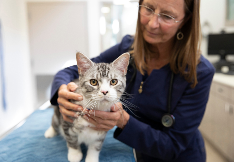 Grey and white cat being examined by vet nurse