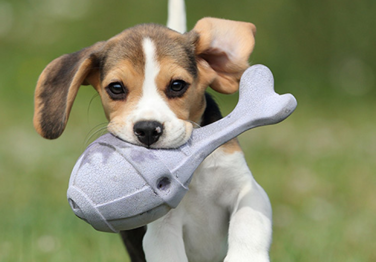 puppy running in the grass with a chew toy