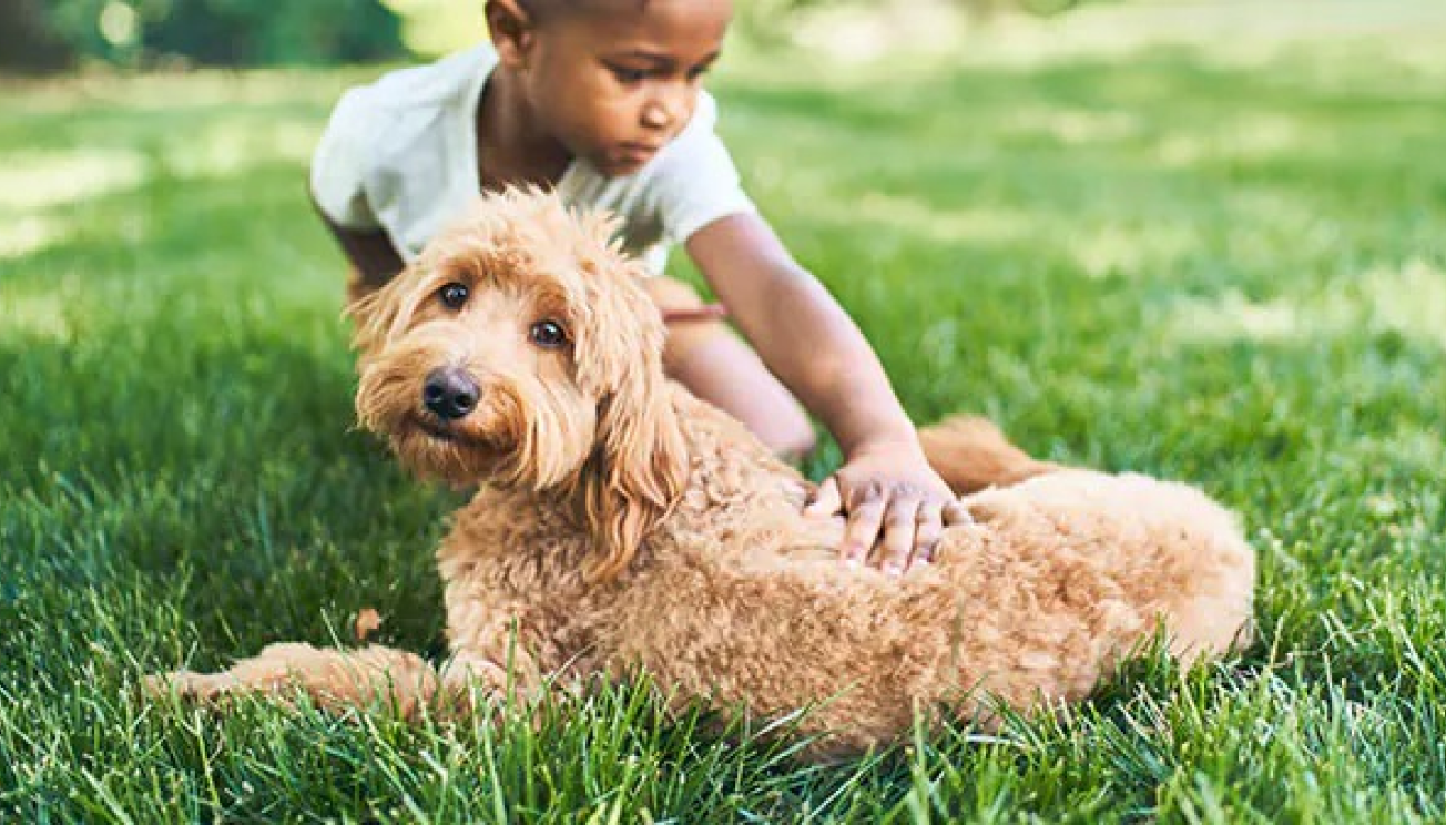 A boy petting a dog