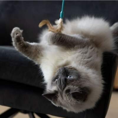 A grey fluffy cat playing with a toy on a sofa
